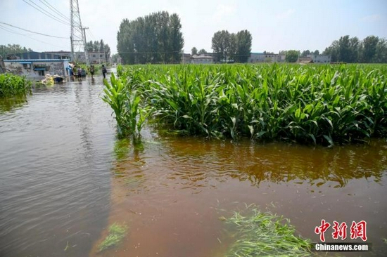 7月25日，河南浚县小河镇西王渡村，大片玉米地浸泡在水中。 中新社记者 张畅 摄