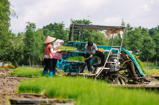 珠海斗门稻田多，是禾虫传统产区   图源：视觉中国