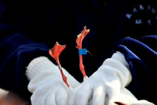 昆明市相关部门的工作人员对来昆明越冬的红嘴鸥开展环志调查工作。目的在于了解红嘴鸥种群数量变化情况及身体状况,更好地为候鸟迁徙研究和野生动物疫源疫病监测工作服务。摄影/本刊记者 刘冉阳