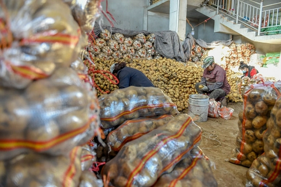 11月11日，在通辽运达绿色农副产品批发市场，工作人员在分拣土豆。新华社记者 连振 摄