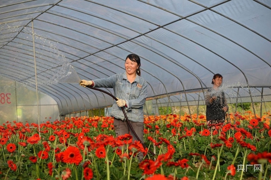 黔南州龙里县醒狮镇花农们正在培育管护非洲菊（央广网发 冯小东 摄）