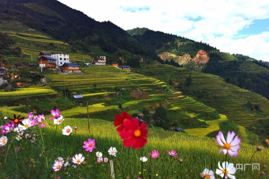黔东南州榕江县岩寨梯田秋景（央广网记者 张翼晶 摄）