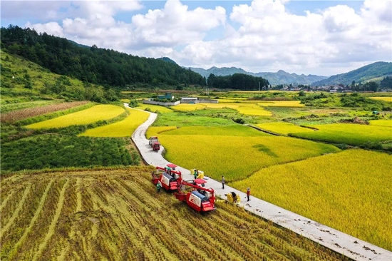 2021年9月15日，贵州省龙里县湾滩河镇羊场社区的农民在抢收稻谷（无人机照片）。新华社记者杨文斌 摄