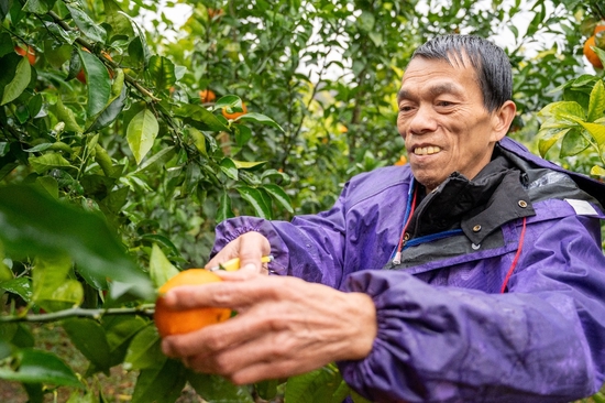 广西环江毛南族自治县川山镇下久村村民韦继木在采摘沃柑。人民网广西频道 严立政 摄