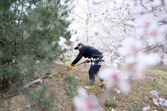 工作人员在雄安新区千年秀林修剪树木（3月29日摄）。新华社记者 骆学峰 摄
