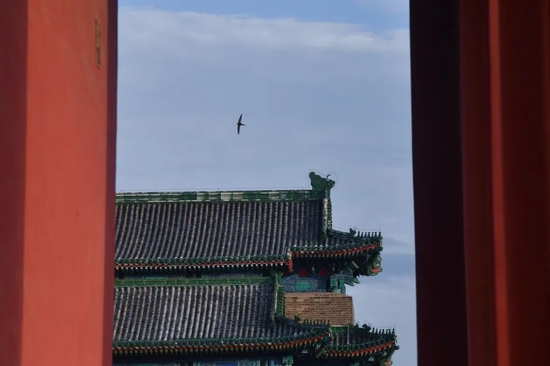 2022年7月12日，正阳门，位于北京中轴线上的正阳门一直向北京雨燕敞开怀抱，正阳门箭楼成为雨燕繁衍最重要的栖息地。