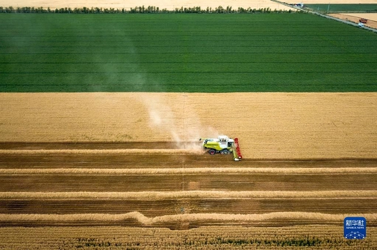  联合收割机在新疆昌吉回族自治州奇台县大泉塔塔尔民族乡的麦田里收割小麦（2022年7月7日摄，无人机照片）。新华社记者 张啸诚 摄