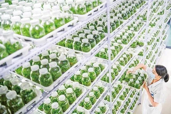 △施茶村通过“村委会+公司+合作社+农户”的模式，发展石斛产业。