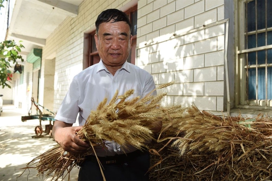 2022年6月28日，徐淙祥在安徽太和县淙祥现代农业种植专业合作社察看小麦样品。新华社记者 周牧 摄