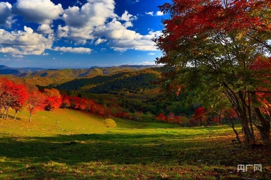 临江溪谷的秋日极具特色，沟壑险峻狭长，溪水淙淙清幽。（央广网发 于宗琦 摄）