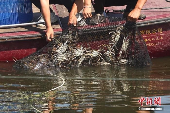 资料图：养殖户在苏州阳澄湖捕捞大闸蟹。 中新社记者 泱波 摄