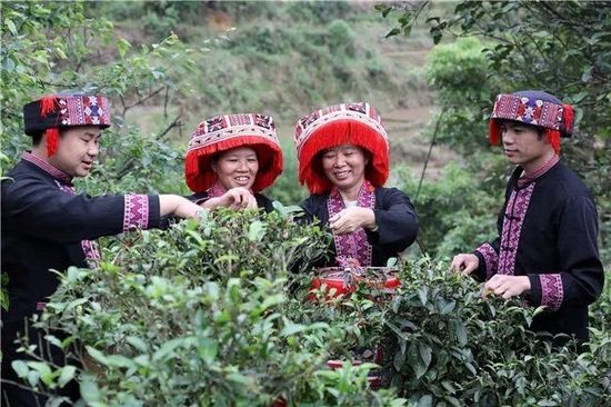 △祝雪兰（右二）带领乡亲们采摘茶叶。