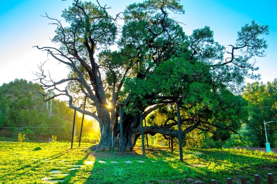 “九搂十八杈”位于北京市密云区新城子镇，树龄约3500年。（均为受访者供图）