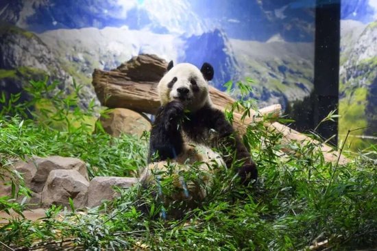 旅日双胞胎大熊猫幼崽“晓晓”和“蕾蕾”平安接返回国，保护中心工作人员：隔离一个月后，再决定与公众见面时间