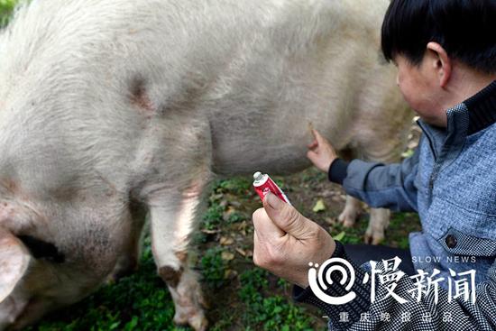 汶川地震十年猪坚强依然坚强:洗香波 吃细粮(图) 饲养员随身带着红霉素药膏,随时为猪坚强皮肤上的伤口擦药