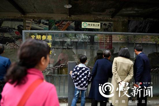 汶川地震十年猪坚强依然坚强:洗香波 吃细粮(图) 游客们在“猪坚强之家”看望猪坚强