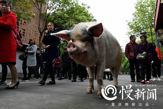 汶川地震十年猪坚强依然坚强:洗香波 吃细粮(图) 猪坚强出门散步晒太阳
