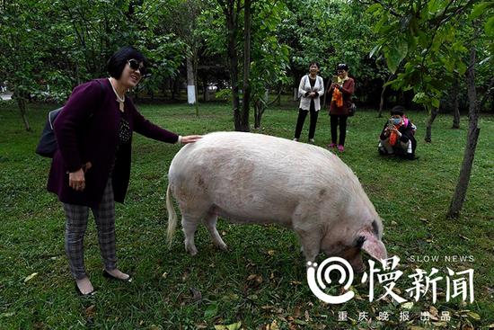 汶川地震十年猪坚强依然坚强:洗香波 吃细粮(图) 游客摸着猪坚强合影