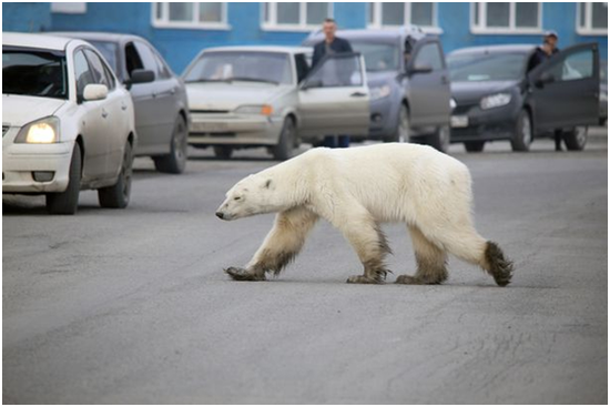 北极熊在诺里尔斯克市的街区“过马路” 图源：《镜报》
