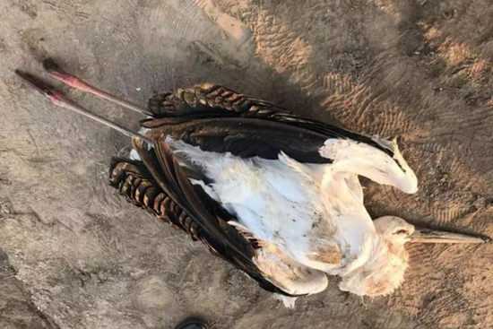 东方白鹳遭偷猎 为暴利竟给它下毒