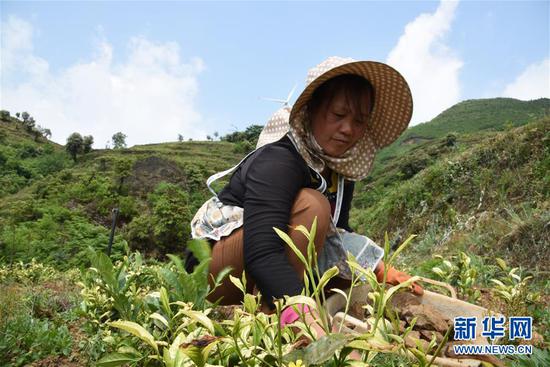 5月11日，贵州普安县地瓜镇屯上村贫困户张梅在“感恩茶园”进行管护工作。新华社记者 蒋成 摄
