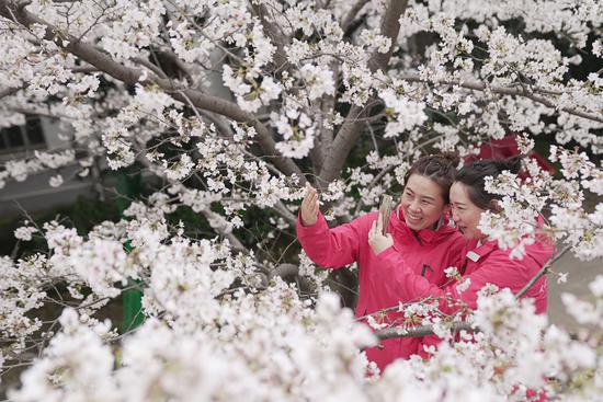 3月13日，武汉雷神山医院医护人员在樱花树下留影。