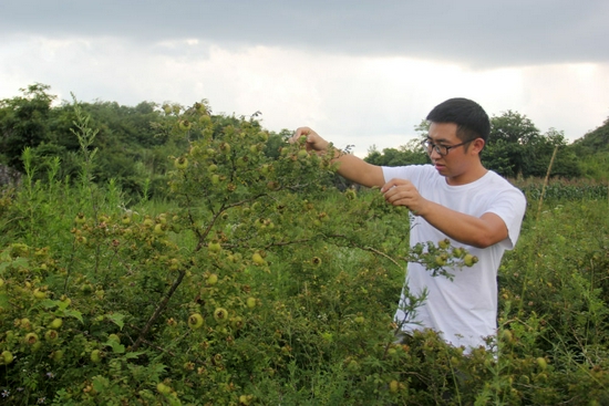7月26日，在贵州省六枝特区新窑镇播雨村，杨岗在查看刺梨的生长情况。新华社记者 潘德鑫 摄