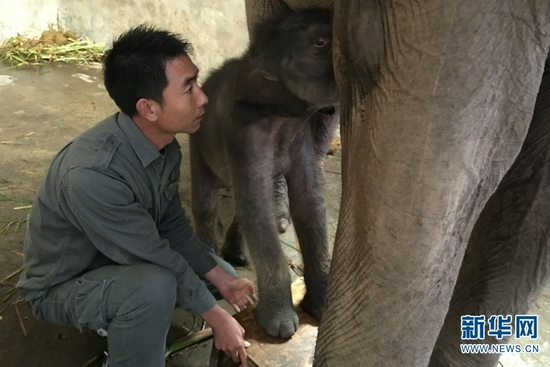 熊朝永辅助"小七"吃奶(资料图).新华网发(供图)