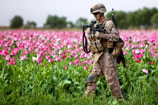 ▲2011年4月，一名美国海军陆战队士兵在阿富汗赫尔曼德省的一片罂粟田中巡逻。