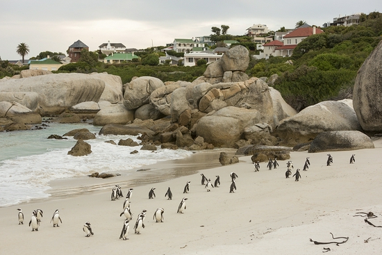南非63只非洲企鹅死亡 疑似遭海角蜜蜂攻击所致