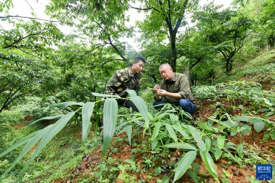 福建建瓯市林权改革发展服务中心的科技特派员陈国兴（右）在建瓯市玉山镇上房村一处林下种植园给村民讲授中药材栽培方法（5月28日摄）。新华社记者 林善传 摄