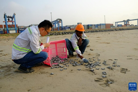 2018年2月7日，在中国港湾工程有限责任公司加纳特马港扩建工程项目宿舍区附近的沙滩上，工作人员将小海龟放在海滩上，让其自行爬回大海。企业在项目建设过程中格外注意对海龟生存环境进行监测，专门建立了一座“海龟孕育中心”，孵化放生了小海龟上万只。新华社记者 赵姝婷 摄