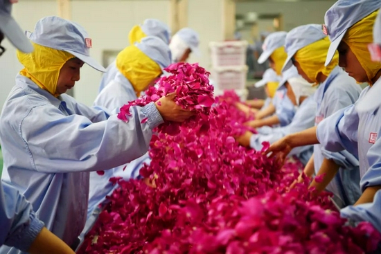 云南安宁市八街镇一家食用玫瑰花加工企业的生产车间内,玫瑰花要经过风选、磁选、人工挑选、净化水清洗、制作等十余道工序加工。摄影/本刊记者 刘冉阳