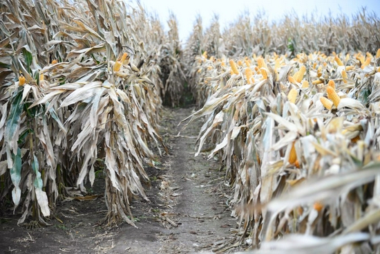 10月9日，梨树县泉眼沟村即将收获的玉米地。新华社记者徐子恒摄