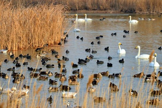  白天鹅等候鸟在山东黄河三角洲国家级自然保护区里栖息（2014年12月22日摄）。 新华社记者 郭绪雷 摄