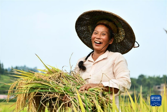 2020年9月2日，贵州省天柱县高酿镇上花村的农民在收获水稻。新华社记者 杨文斌 摄