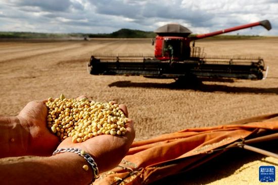 2021年2月4日，农户在巴西首都巴西利亚郊区展示收割好的大豆。得益于大豆、铁矿砂等初级产品对华出口的良好表现，2020年巴西出口展现较强韧性。　新华社发（卢西奥·塔沃拉摄）