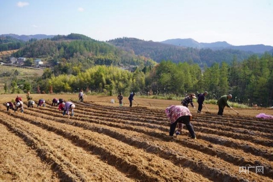  黔东南州岑巩县客楼镇安山村太子参种植基地，村民们正在播种太子参（央广网发 黄燕 摄）