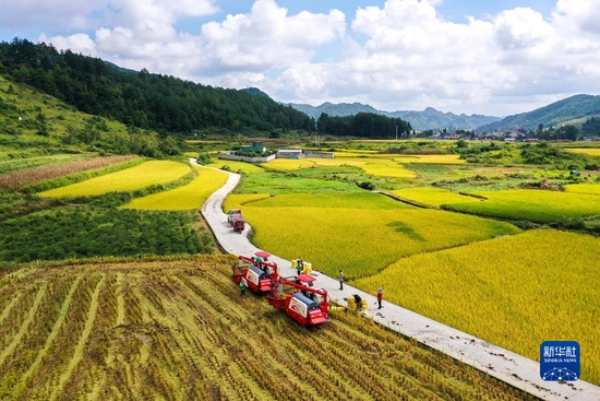 　　2021年9月15日，贵州省龙里县湾滩河镇羊场社区的农民在抢收稻谷（无人机照片）。 新华社记者 杨文斌 摄