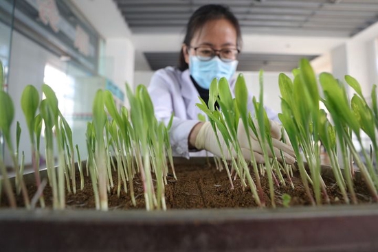  在辽宁东亚种业有限公司种子质量检测中心，工作人员查看玉米种子发芽实验结果（2020年3月16日摄）。新华社记者 杨青 摄