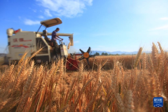 山东省临沂市平邑县农民驾驶收割机在田间收获小麦（2021年6月8日摄）。 新华社发（武纪全摄）