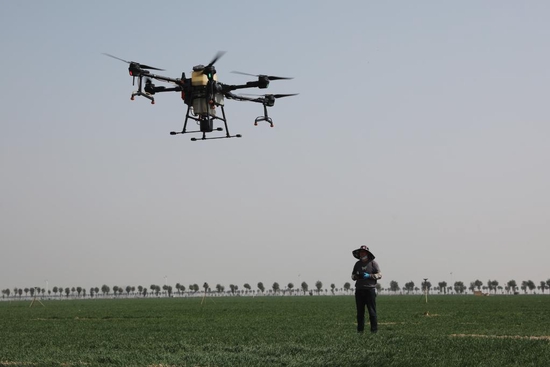 3月8日，河南省焦作市温县招贤乡仓头村农民在麦田间用植保无人机喷洒除草剂。新华社发（徐宏星摄）