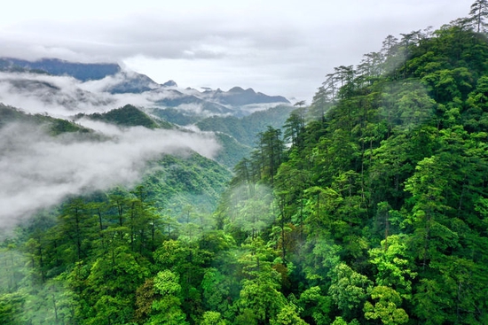 武夷山国家公园桐木村附近群山云雾缭绕（2021年5月18日摄，无人机照片）。新华社记者 姜克红 摄