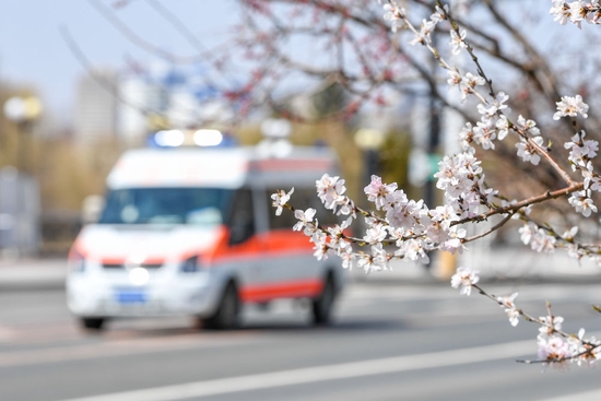 4月14日，一辆救护车在吉林市松江东路上驶过，路边桃花已经盛开。新华社记者 张楠 摄