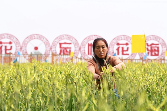 2019年7月18日，在大同市云州区唐家堡村，村民在采摘黄花。 新华社记者 杨晨光 摄