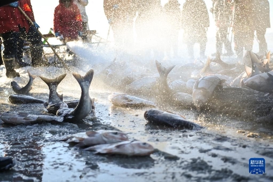渔民在查干湖里捕鱼（2021年12月26日摄）。新华社记者 颜麟蕴 摄