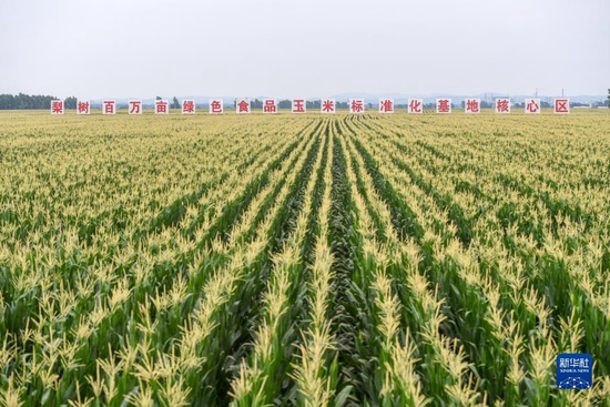 2021年7月29日拍摄的吉林省梨树县国家百万亩绿色食品原料（玉米）标准化生产基地核心示范区。新华社记者 张楠 摄