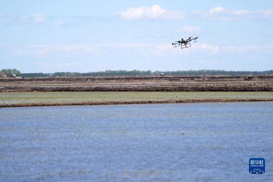 无人机在北大荒集团七星农场有限公司一块稻田中作业（5月18日摄）。新华社记者 王建威 摄