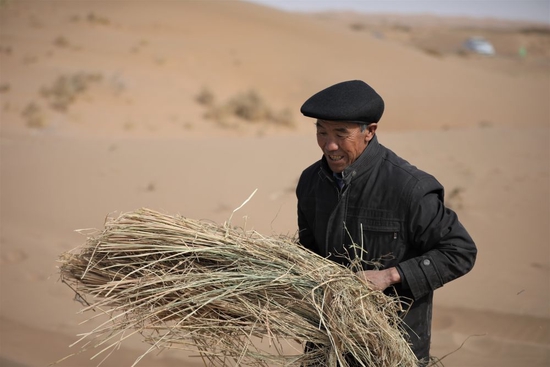 2020年3月5日，在古浪县北部沙区旱麻岗治沙点，郭万刚在扎草方格压沙。新华社发（马希平摄）