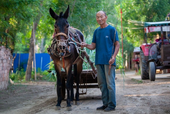 6月16日,在山东省淄博市高青县西窦村,董坤前在家门口和他的骡车